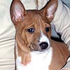 cucciolo basenjis