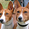 basenji