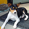 cucciolo basenji tricolore