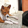 basenji