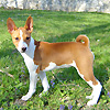 cucciolo basenji