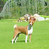 basenji