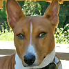 basenji