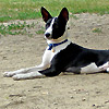 basenji nero bianco