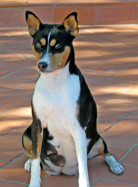 basenji tricolore