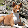 basenji