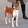 basenji