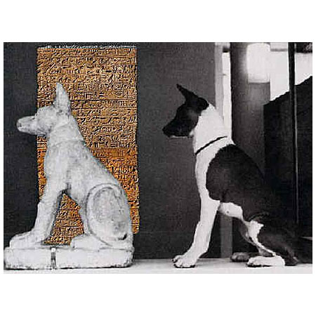 basenji_egipt_mix