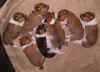 Sette dormienti - 7 slepping