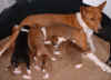 Sette affamati - 7 hungry